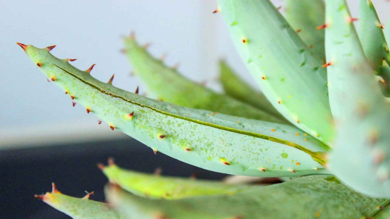 Come coltivare l’aloe vera fra le piante officinali