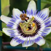 melissa e passiflora