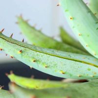 Come coltivare l’aloe vera fra le piante officinali