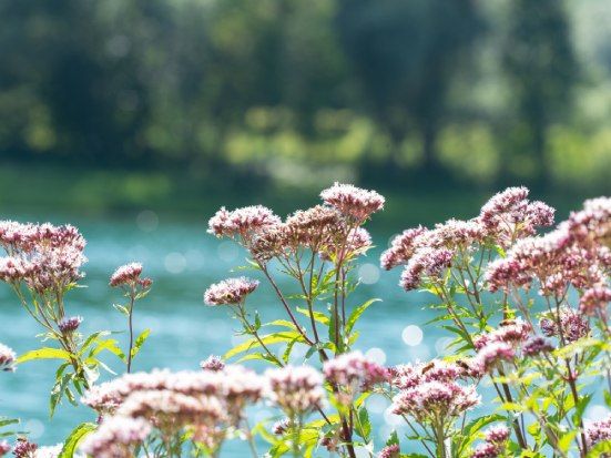 valeriana per ansia