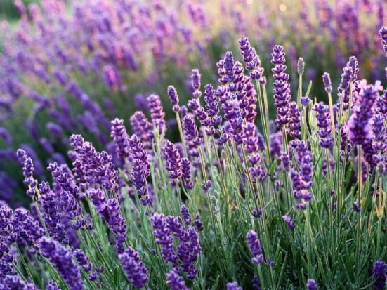 Lavanda: proprietà e usi della pianta officinale dai fiori viola